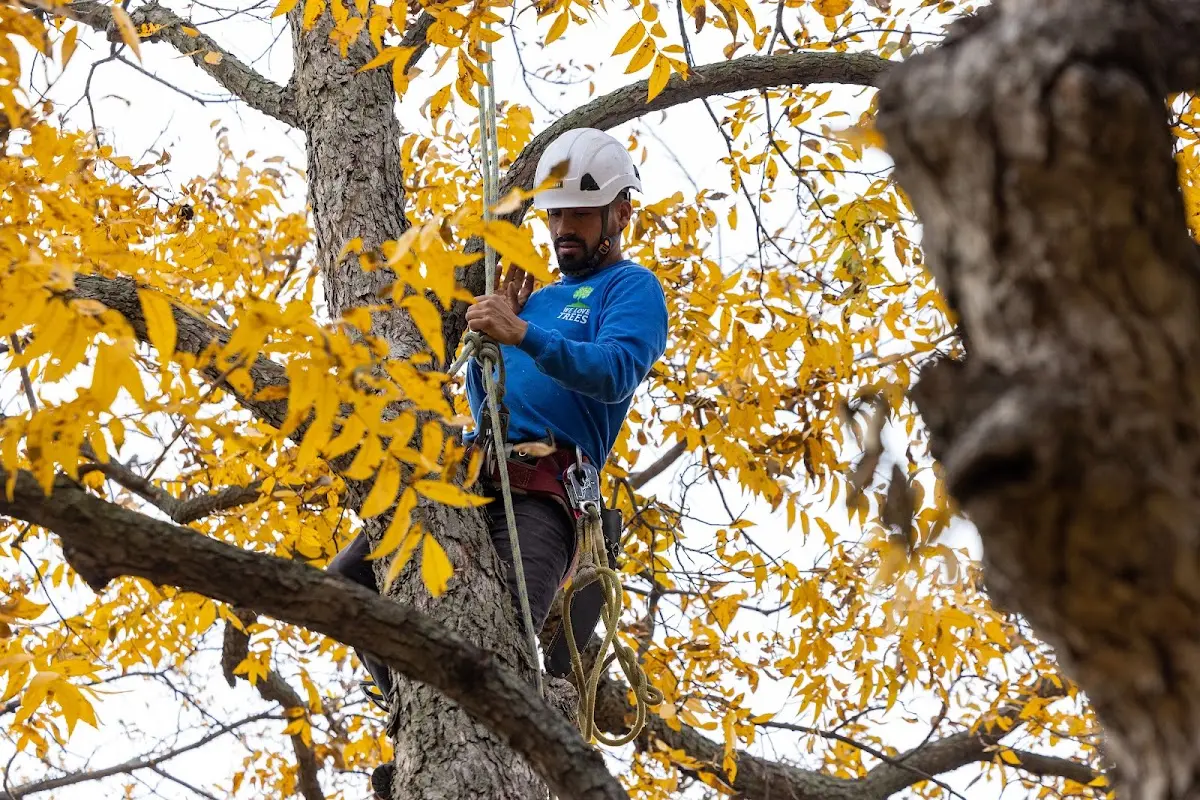 Skilled Tree Planing crew working in Chillicothe